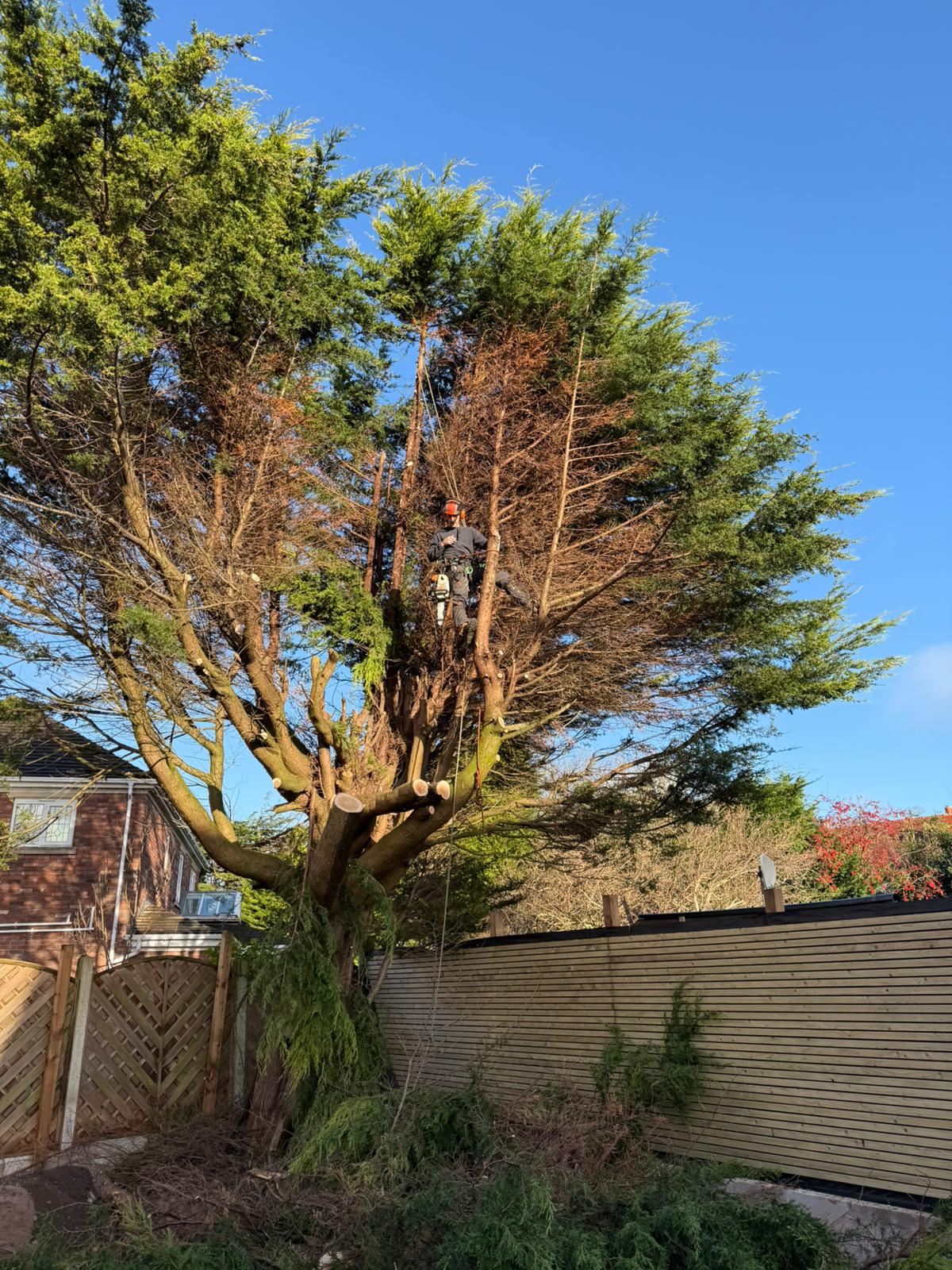 0cbb81ab-000d-428d-80e8-91342061a12b Stump grinding and wood chipper services