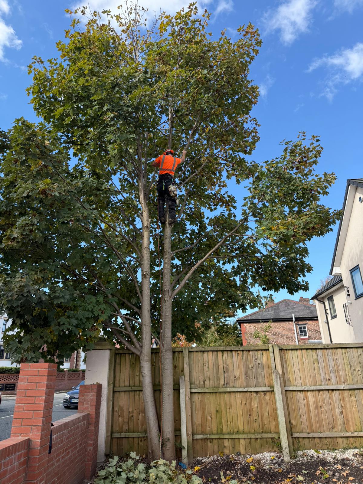 WhatsApp Image 2024-12-18 at 15.42.09 Stump grinding service