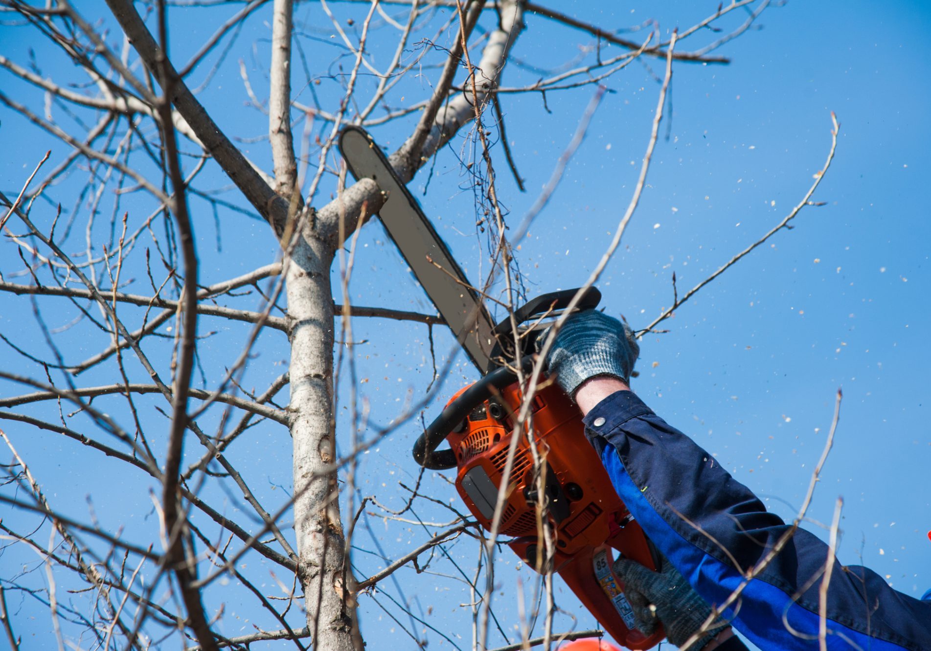 dreamstime_m_156074149 felling